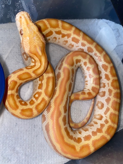 Pearl 50% Het Caramel Burmese Python by Burm House