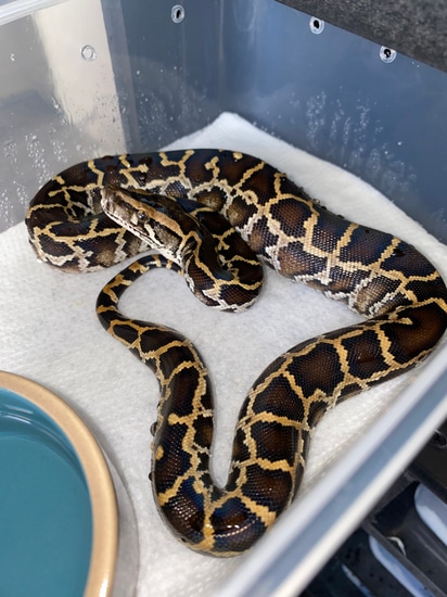 66% Het Caramel (Wholesale Price) Burmese Python by Burm House