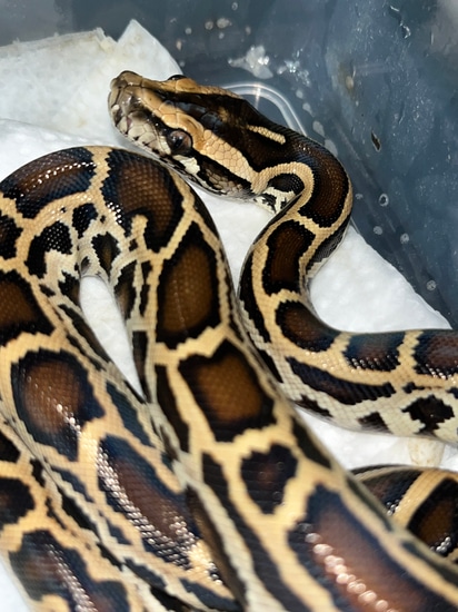 💥NO RESERVE💥 100% Het Wei Line Caramel 50% Het Granite Burmese Python ...