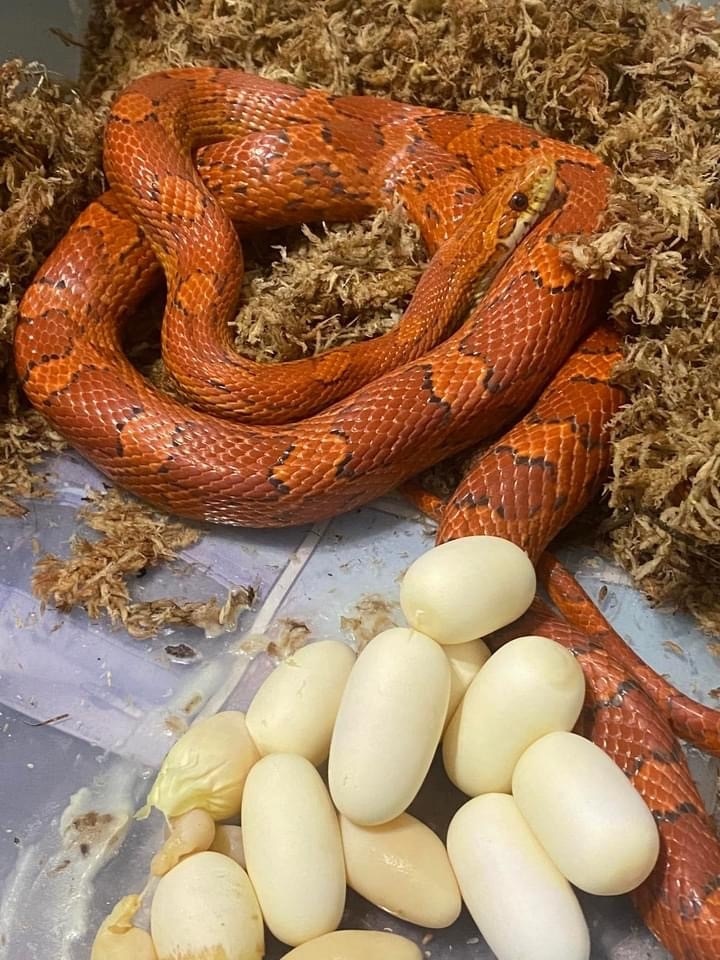 Unrelated Provenbreeder Pair Of Redcoat Lava Corn Snake by Snow Family