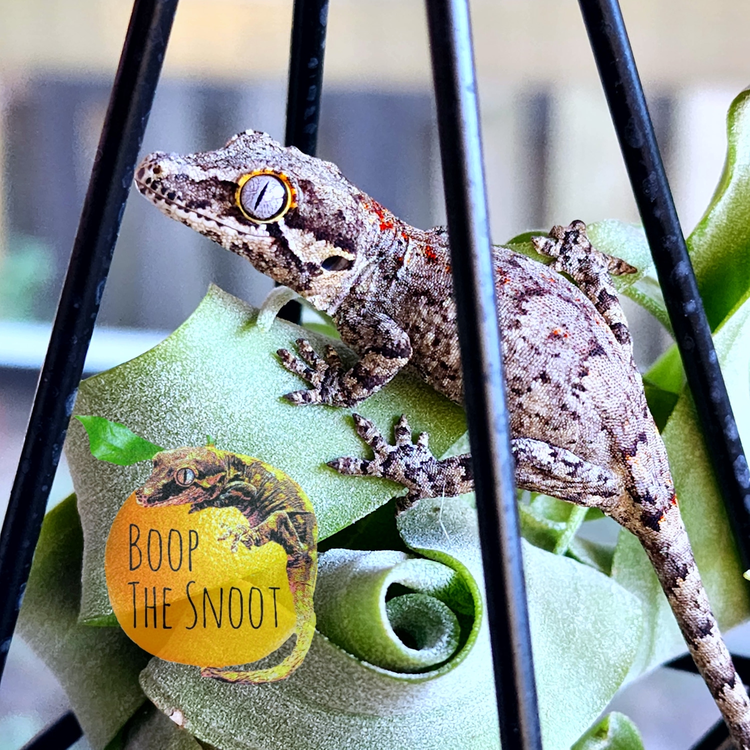 "Nova" Red/Orange Dorsal Blotch & Mosaic Gargoyle Gecko by Boop the