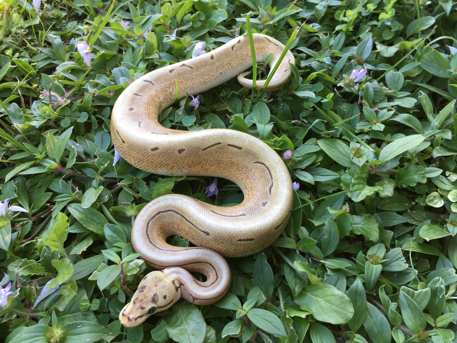 Fire Spinner Ball Python by Nightfall Ball Pythons - MorphMarket