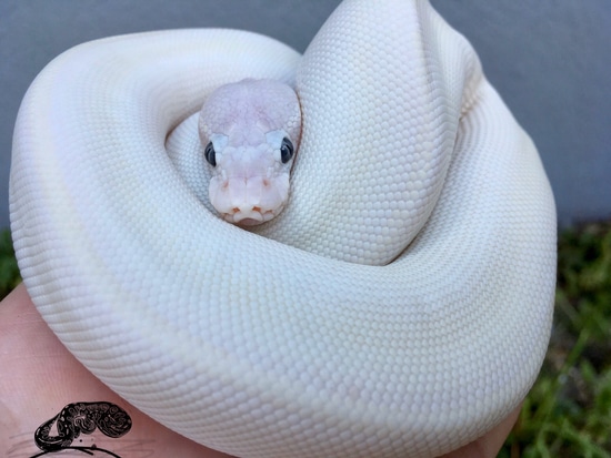Blue Eyed Lucy Het Hypo Possible Pastel Possible Hypo Ball Python by ...