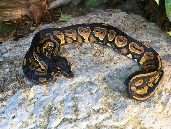 Blackhead Red Gene Ringer Ball Python by Nightfall Ball Pythons