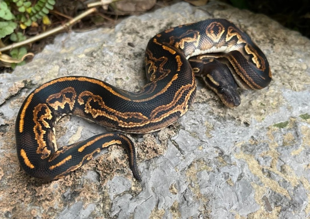 Blackhead Black Pastel Red Gene Ringer Ball Python by Nightfall Ball ...