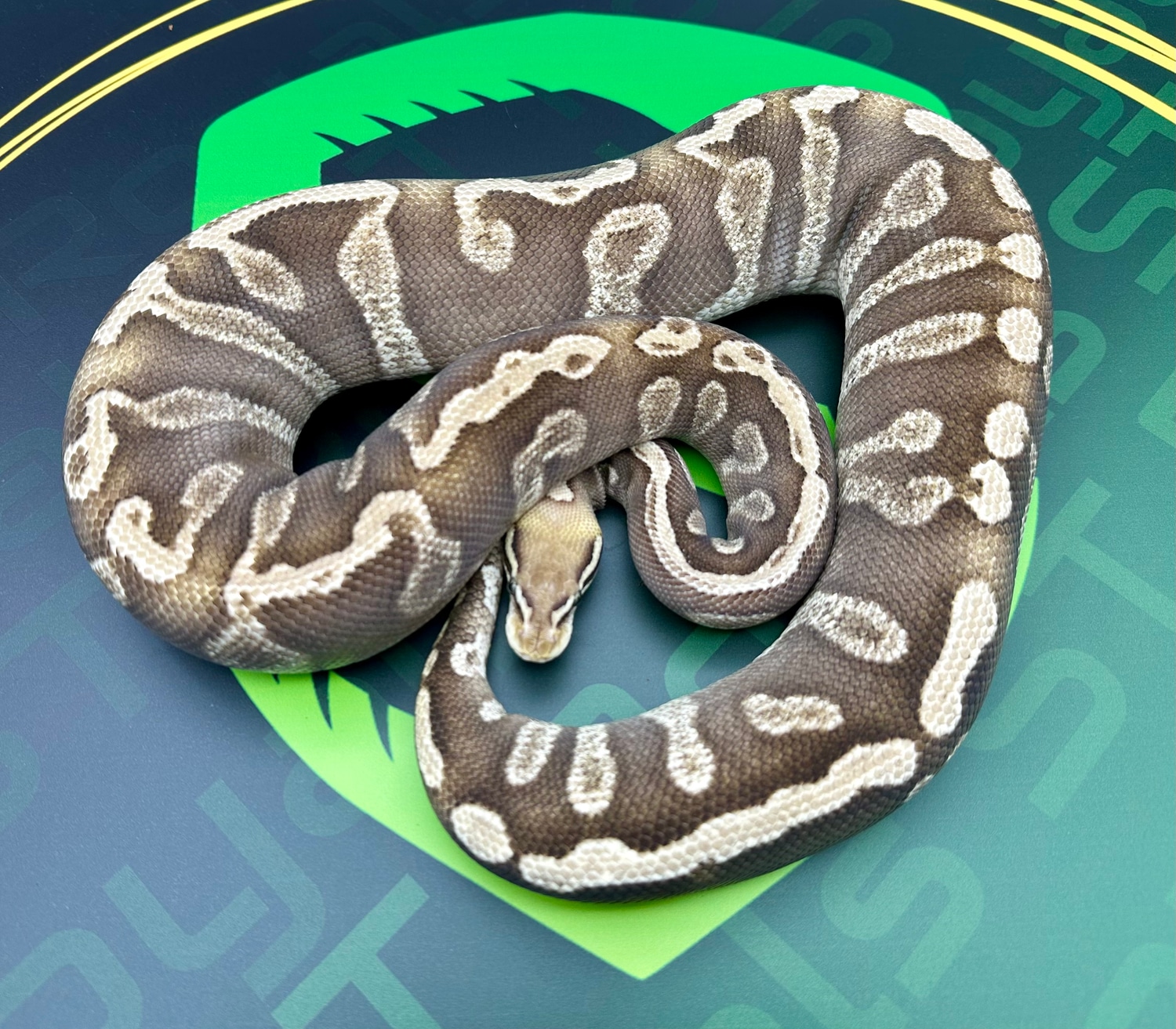 GHI Mojave Pastel Profile Picture