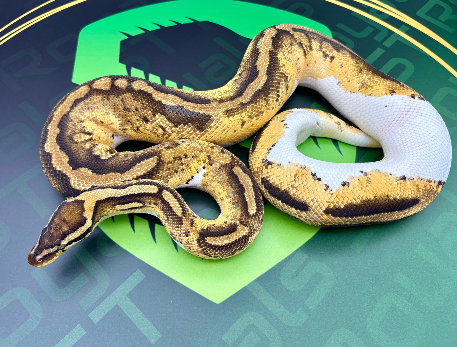 Pastel GeneX Pied Profile Picture