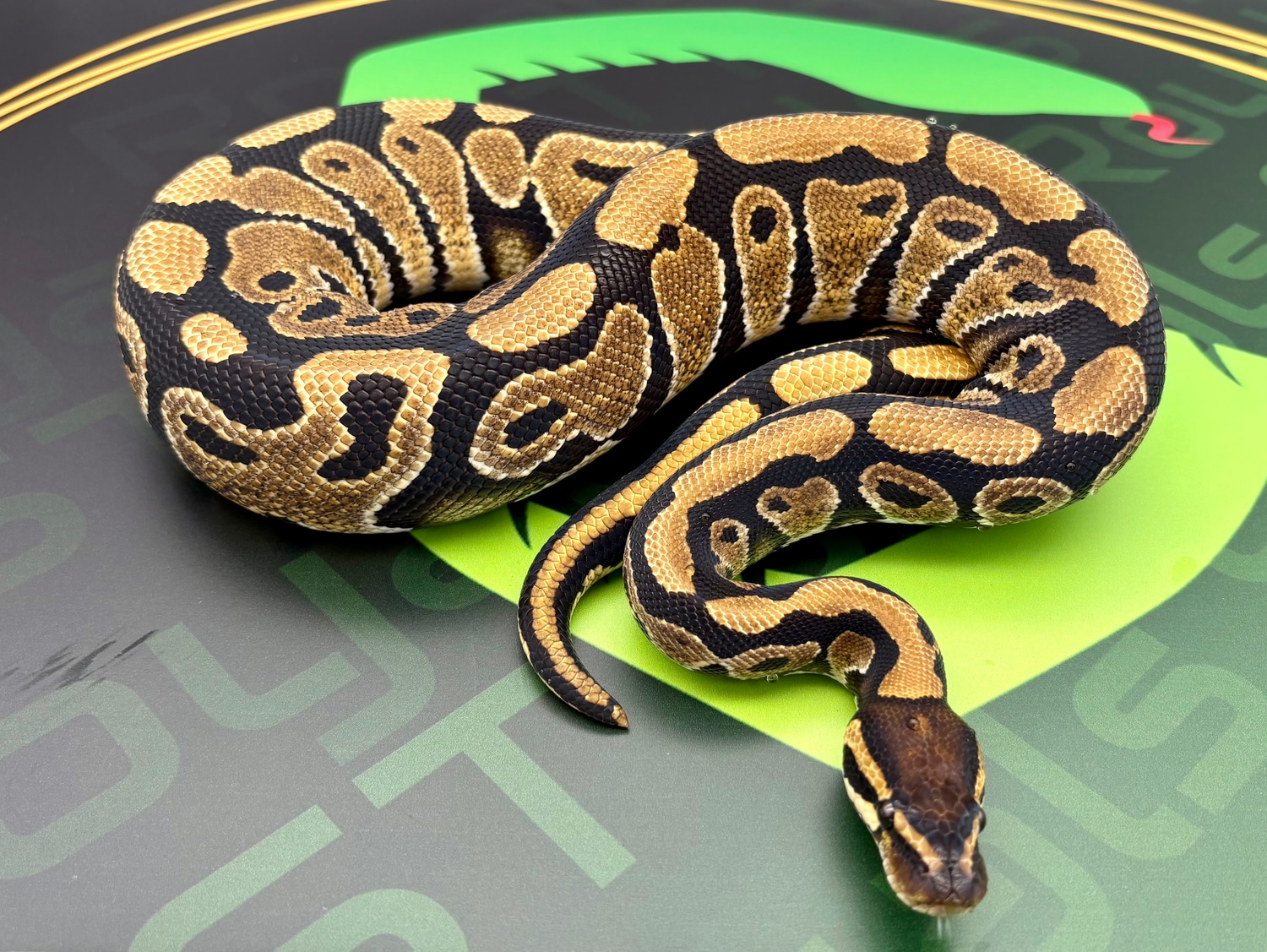 NR Mandarin Het Hypo Profile Picture