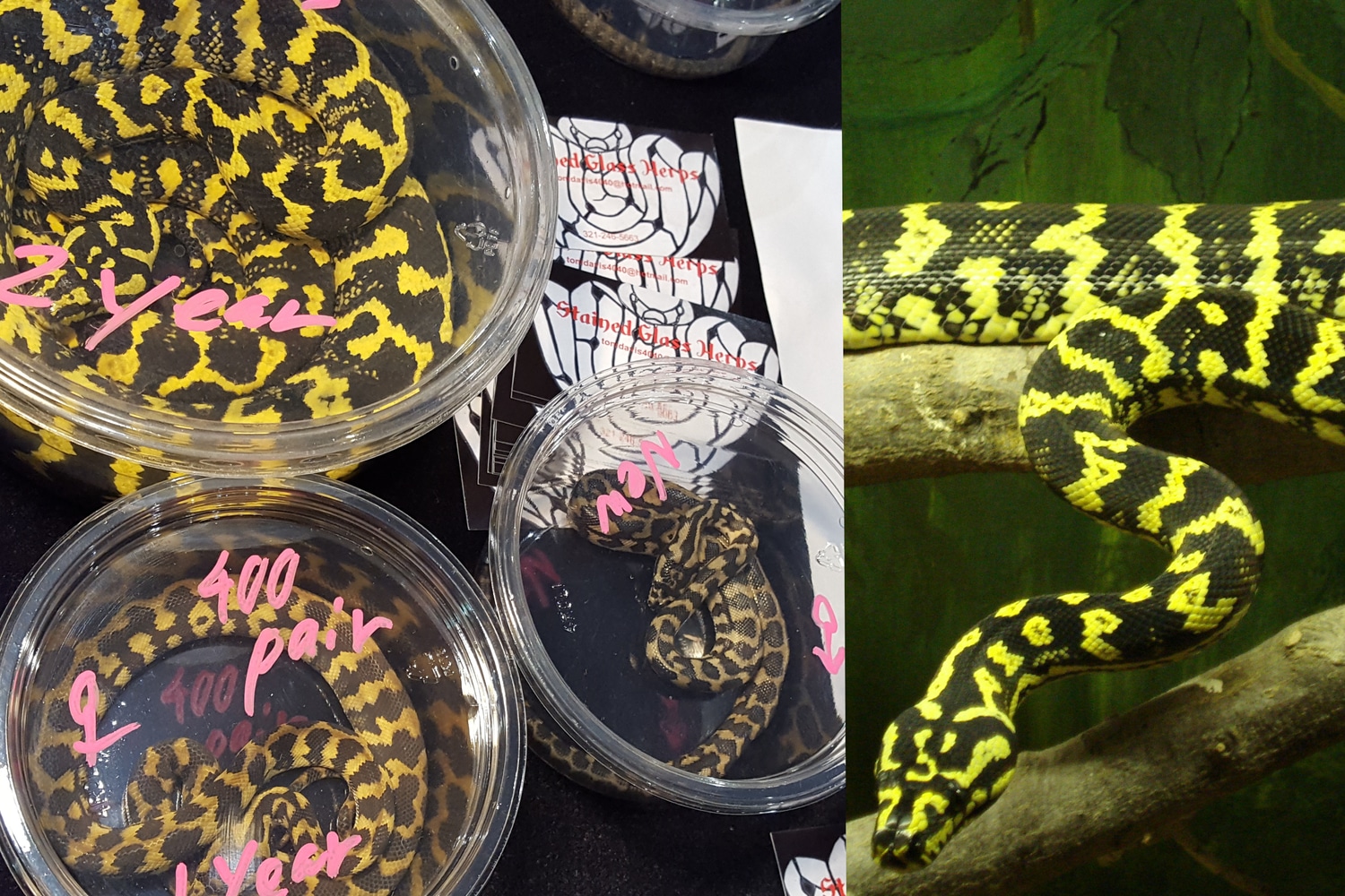 Bright Yellow Jungle Carpet Babies Jungle Carpet Python by Stained ...