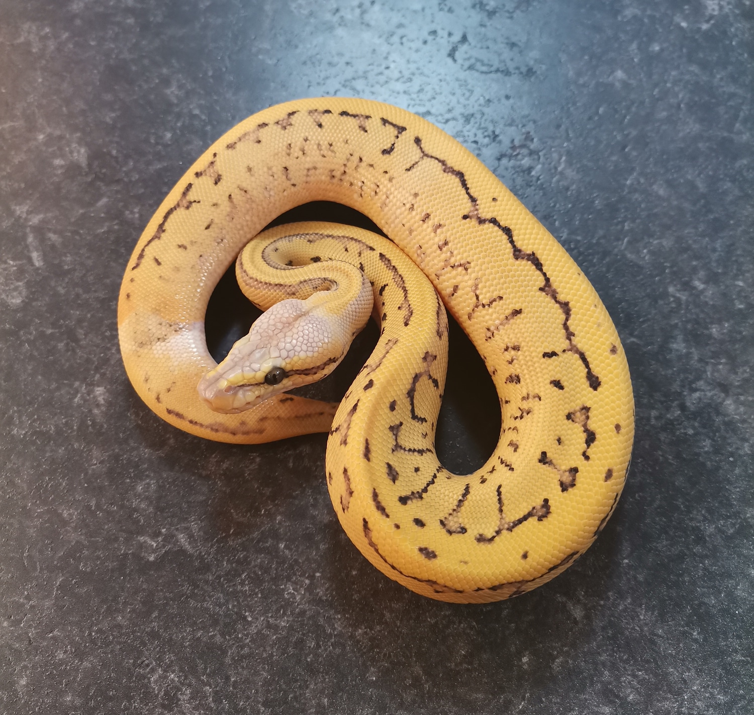Leopard Super Pastel Pinstripe Desert Ghost Ball Python by Boss Royals ...