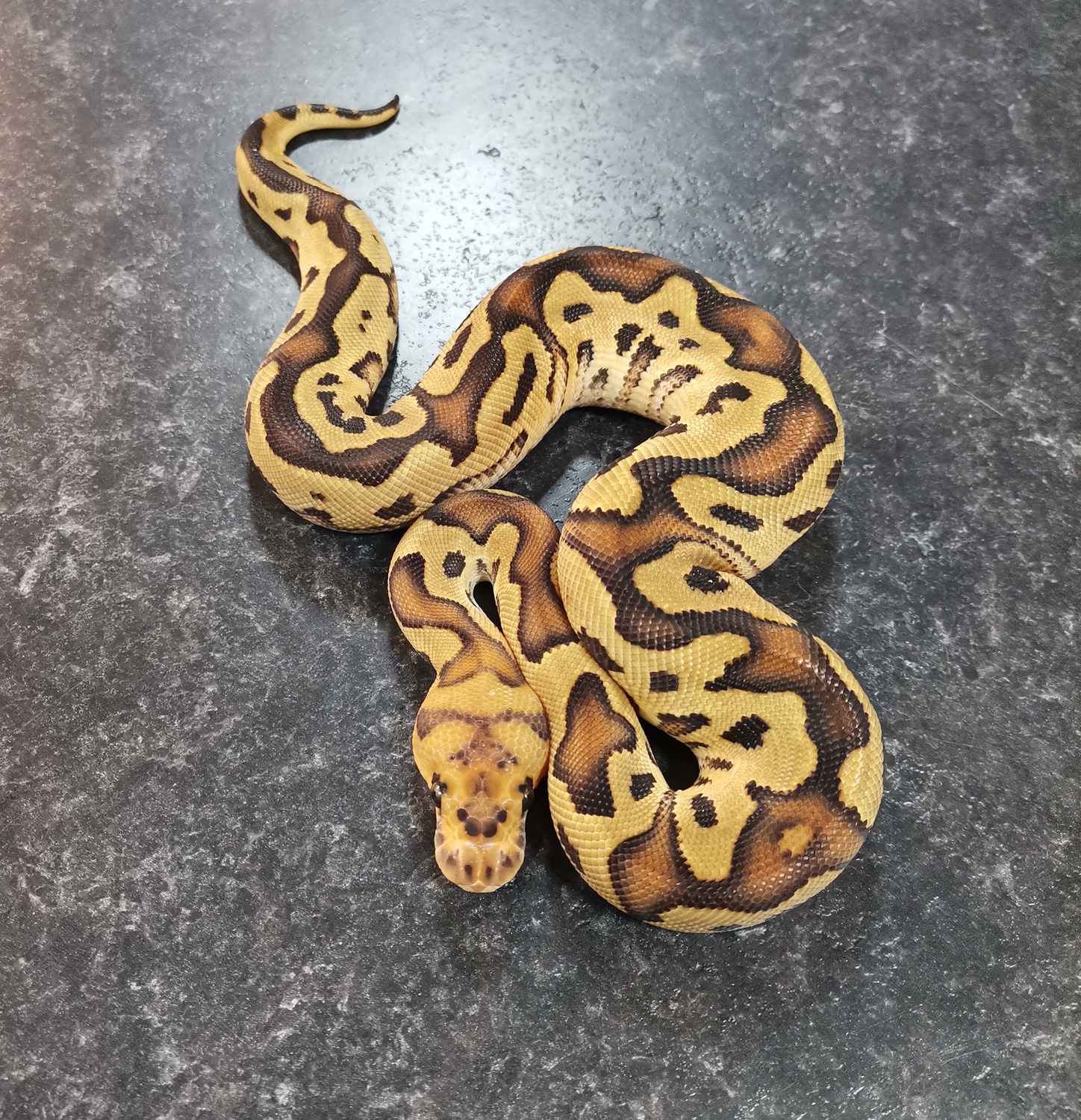 Orange Dream Fire Clown Ball Python by Boss Royals. Darren Stares ...