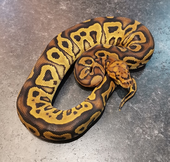*no reserve* fire orange dream clown ball python by... Orange Dream Clown Het Pied Ball Python by Boss Royals. Darren Stares