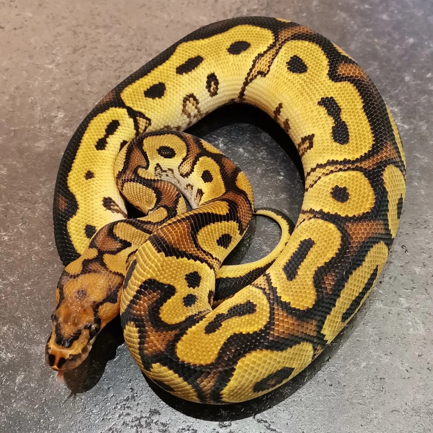 Orange Bull Python Orange Dream Yellowbelly Clown Ball Python by Boss Royals. Darren ...