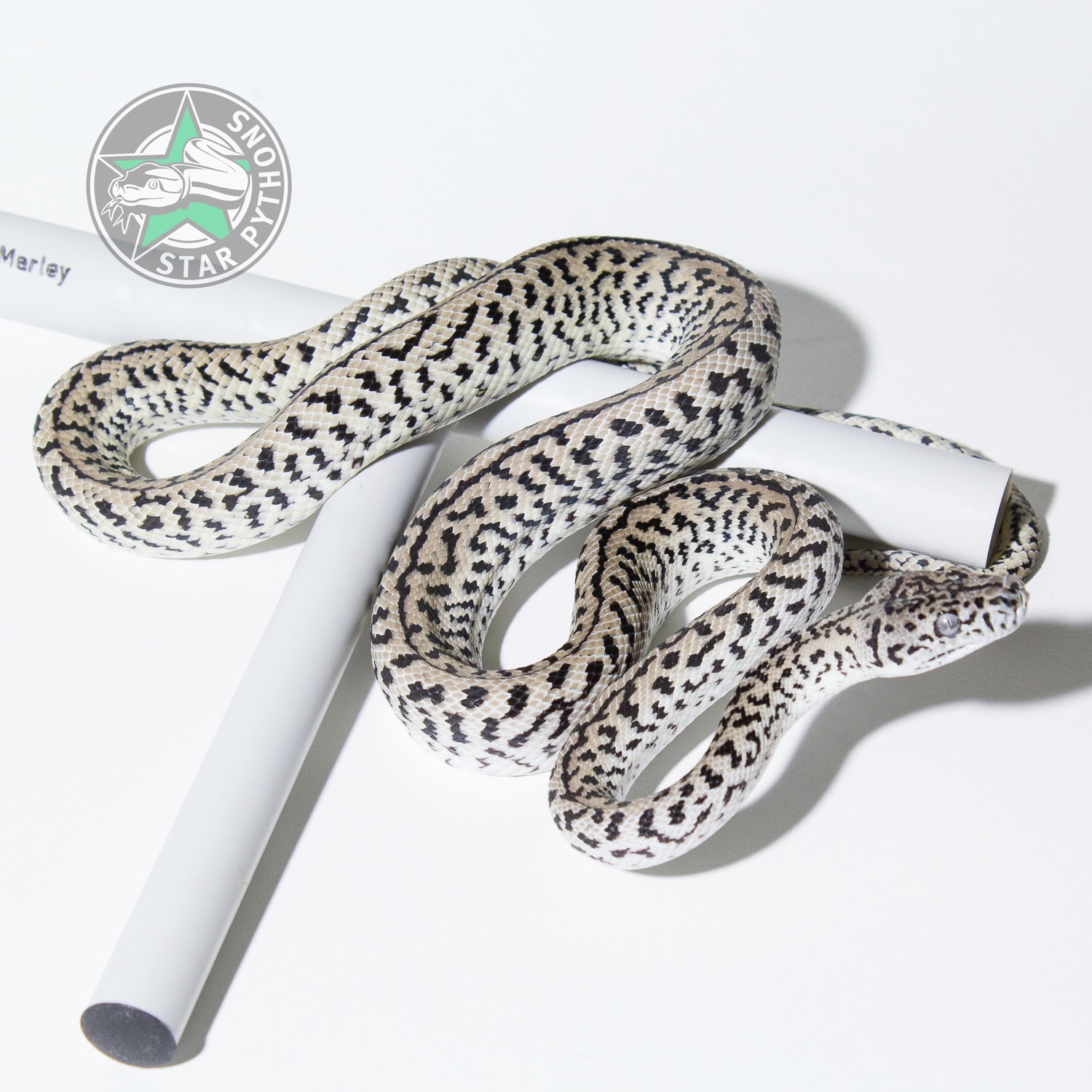 Caramel Axanthic Zebra Jaguar Other Carpet Python by StarPythons Inc