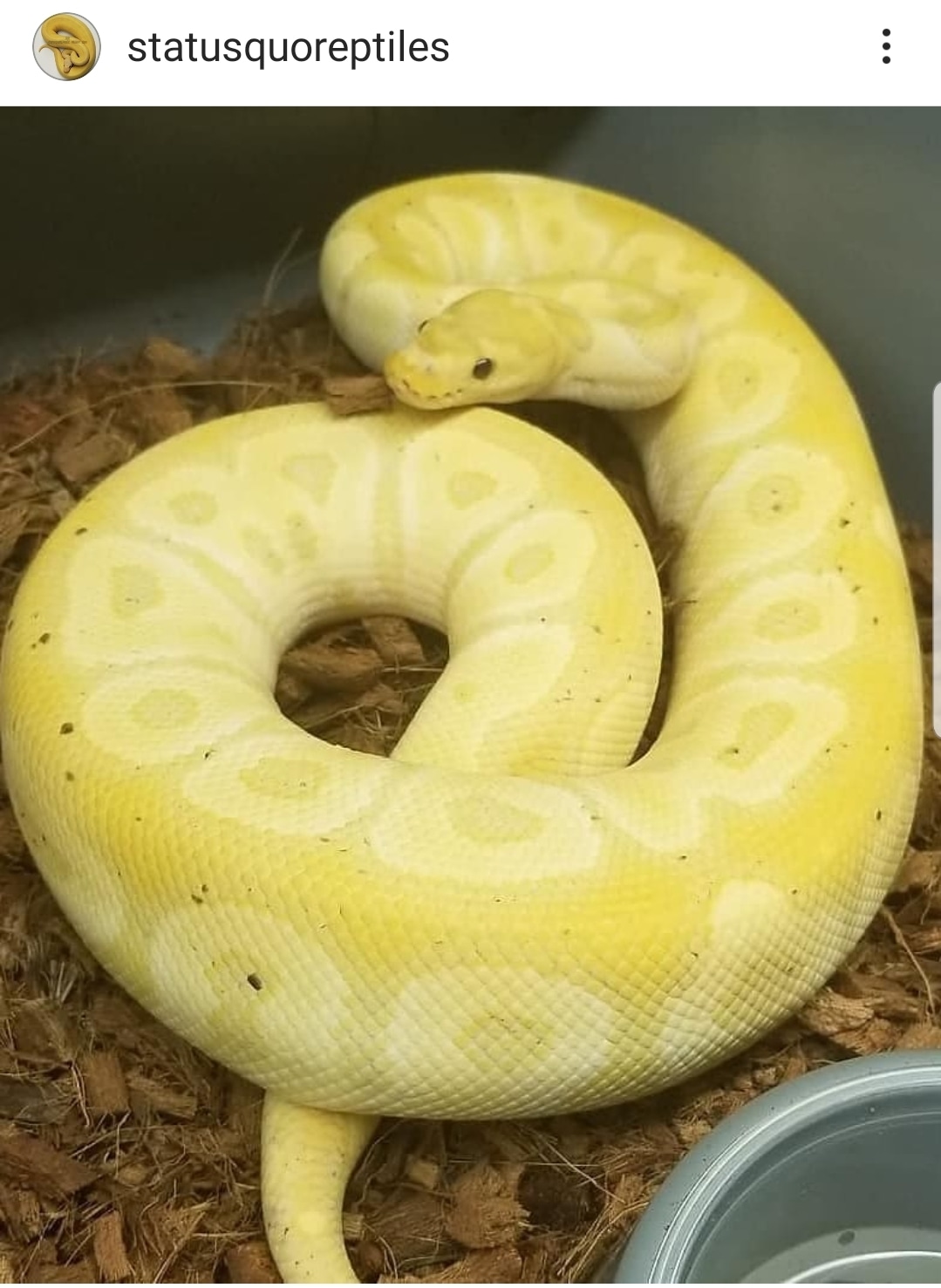 Banana Clown Ball Python by Statusquoreptiles - MorphMarket