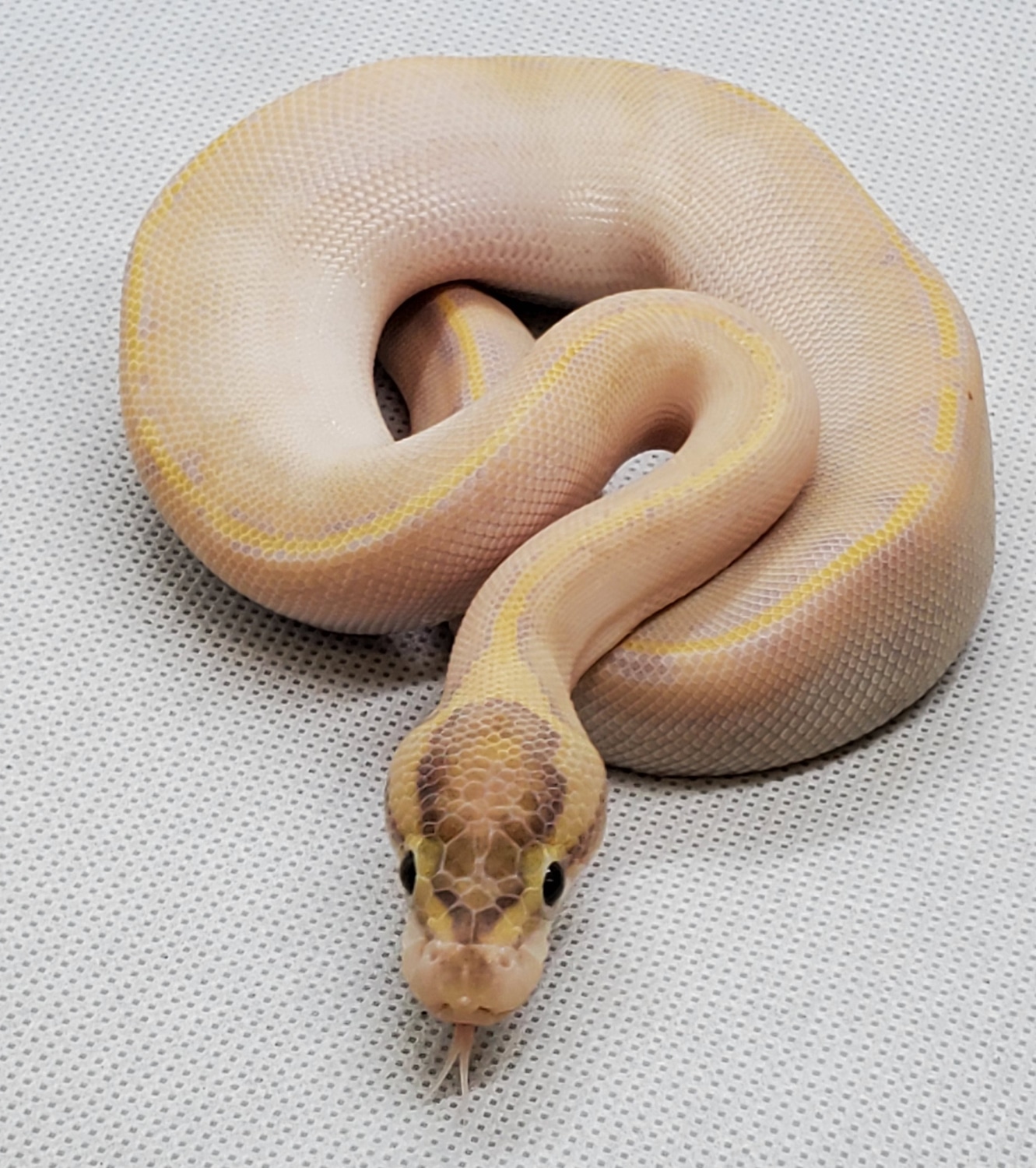 Ivory 66% Het DG Ball Python by Statusquoreptiles - MorphMarket