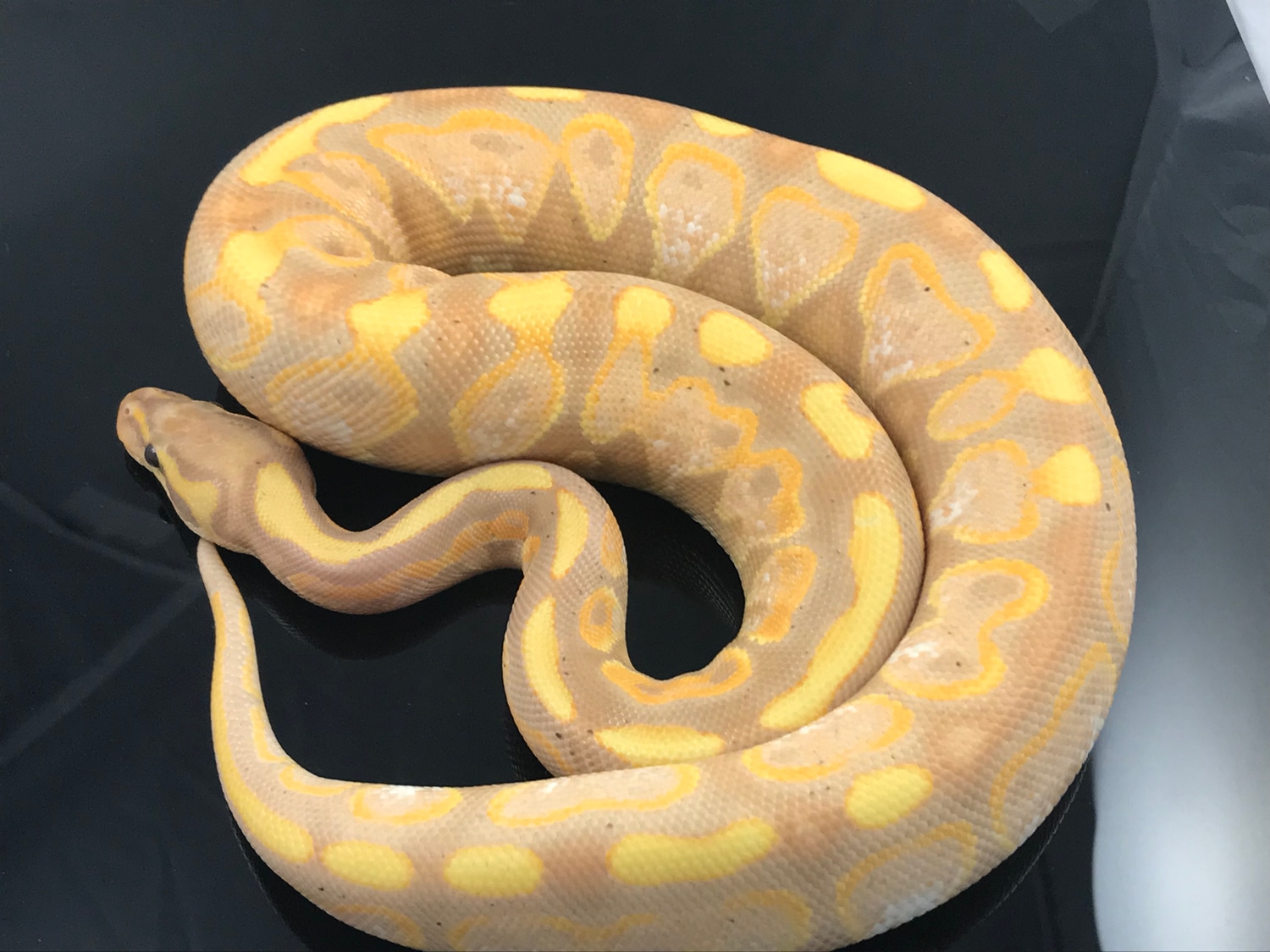 Banana Enchi Fire Yellow Belly / Asphalt Ball Python by Steel City
