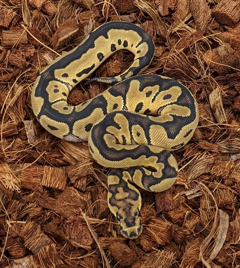 View of Clown DH DG Axanthic Ball Python by Steel City Feeders