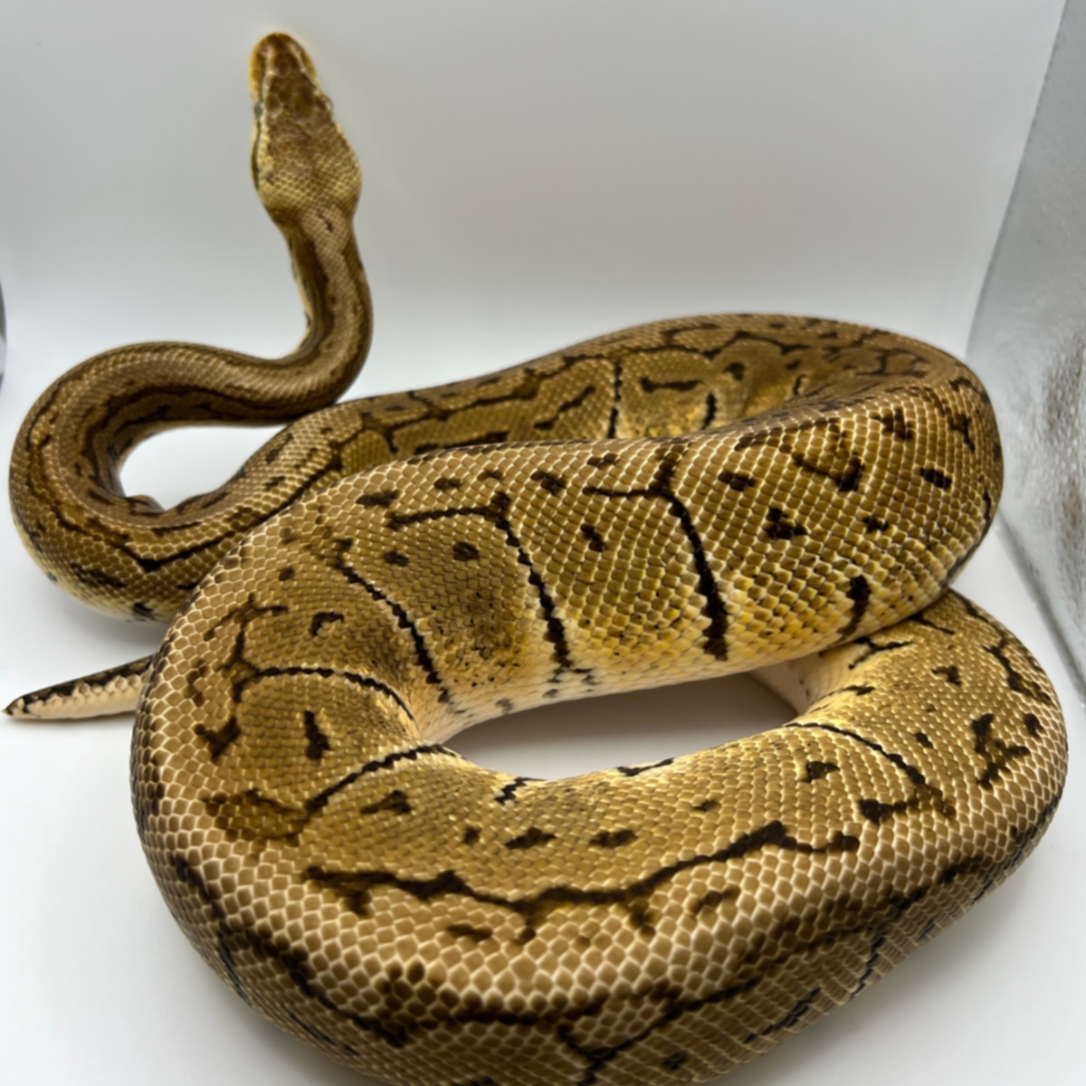 Lemon Blast Ball Python by Red Beards Pythons - MorphMarket
