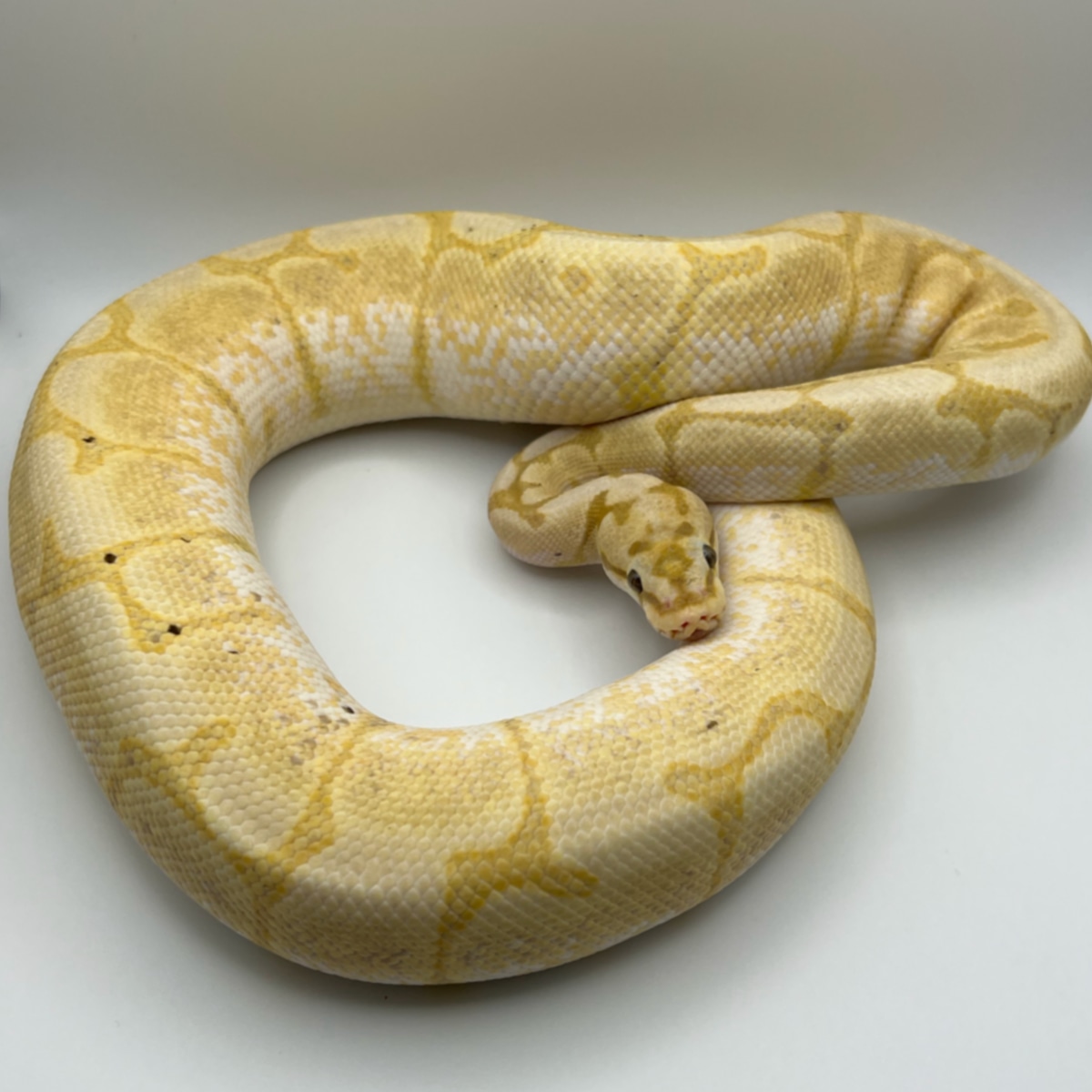 Banana Spider Enchi Ball Python by Red Beards Pythons MorphMarket