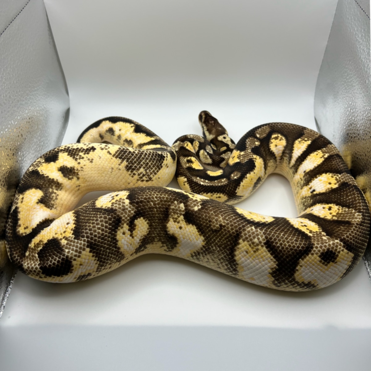 Pastel Calico Ball Python by Red Beards Pythons - MorphMarket