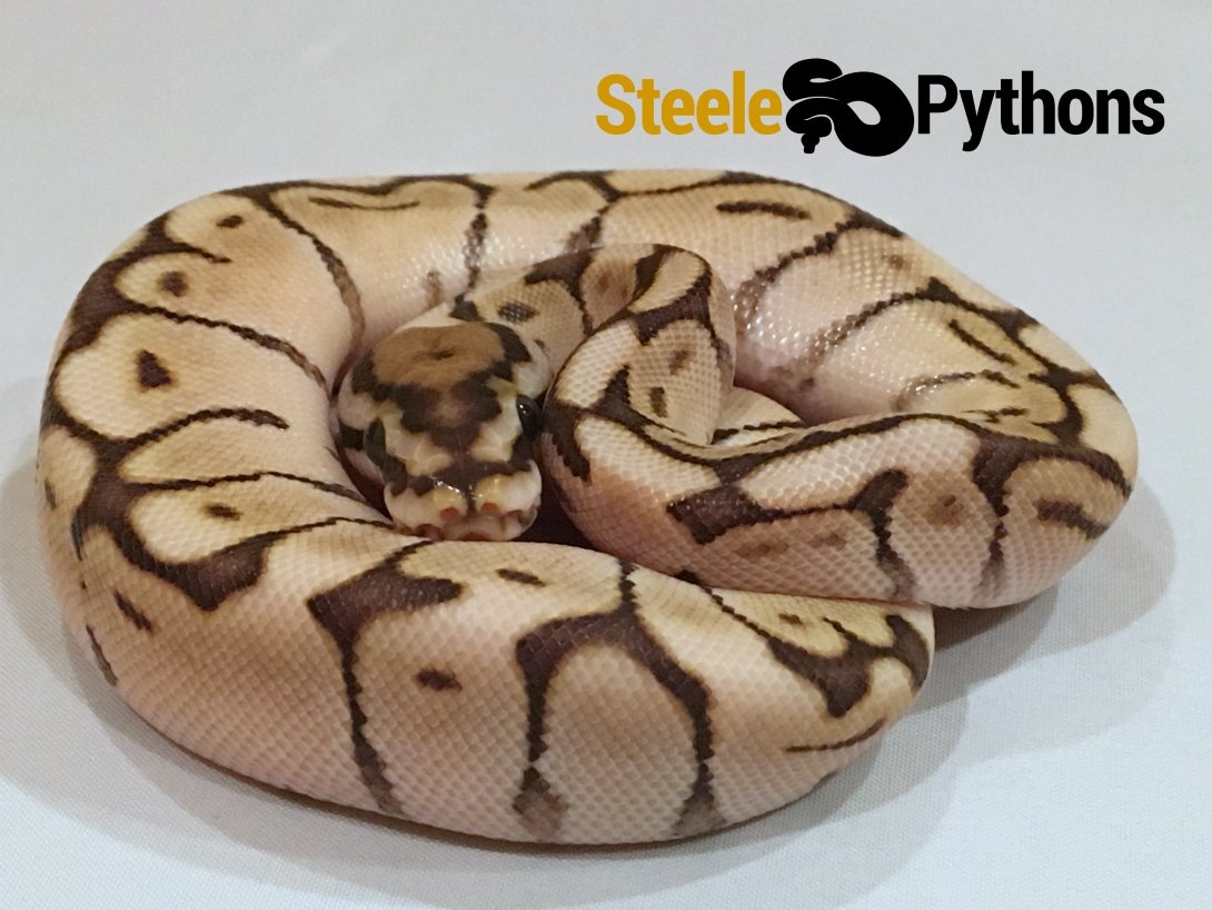 Lesser Bee Ball Python by Steele Pythons - MorphMarket