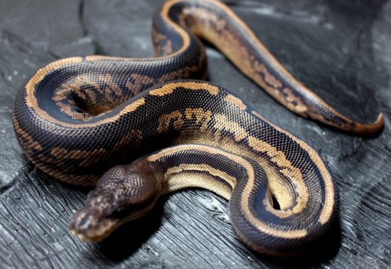 Copper Cinnamon 66% Het Pied Ball Python by Stefans Reptilienparadies