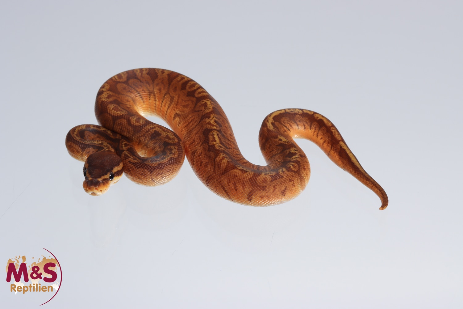 Sunset 66% Poss Het. Albino Ball Python by M&S Reptilien, Stefan ...