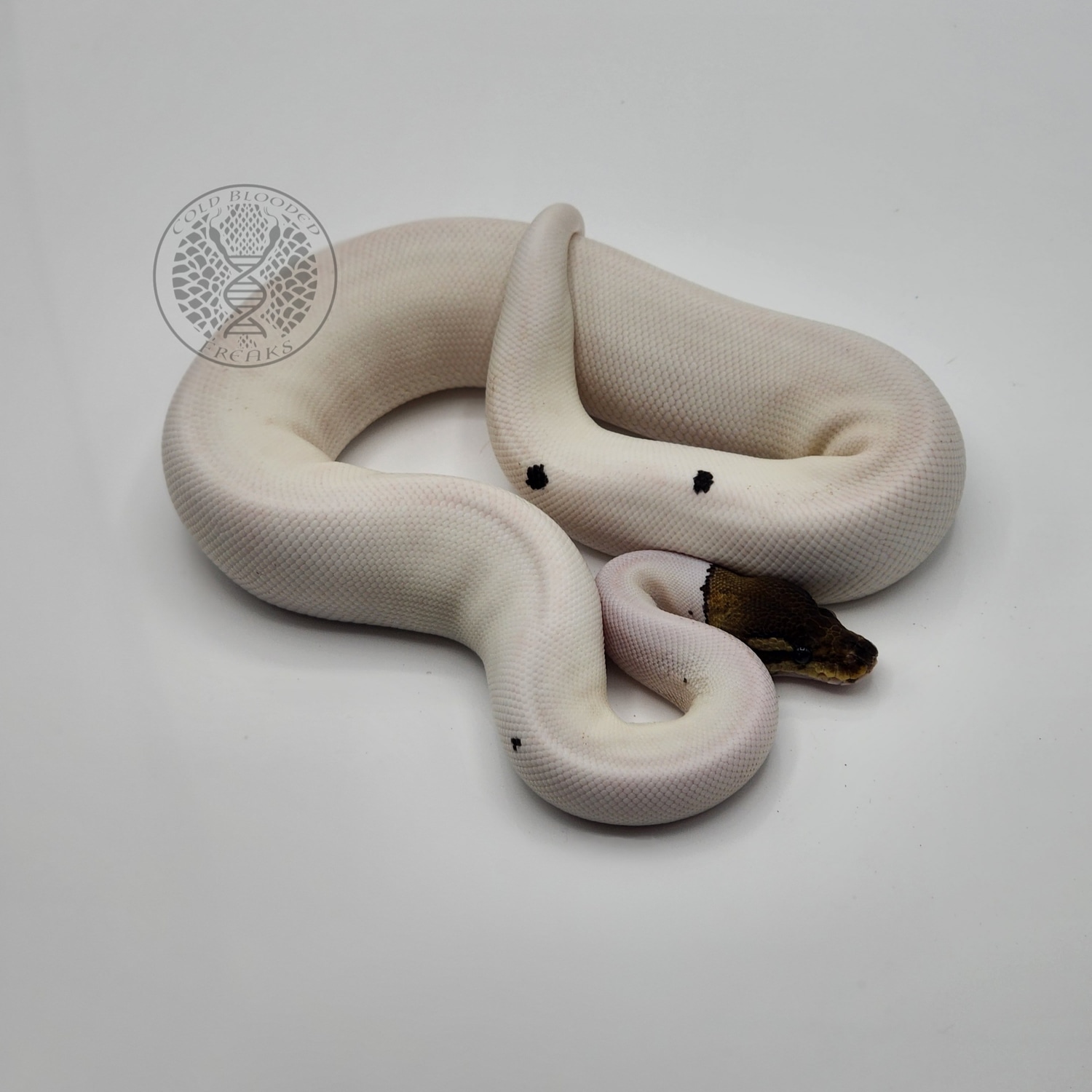 Cinnamon Pied Female Ball Python by Cold Blooded Freaks - MorphMarket