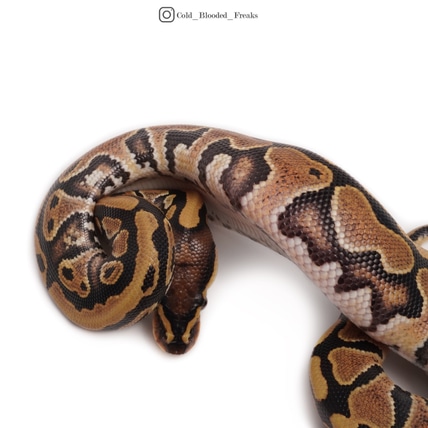 Lace Het Pied Poss Yellow Belly Female With Yellow Belly Lace Het Pied Male Ball Python