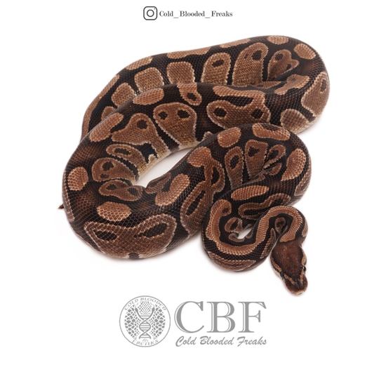 Female 100% Het Puzzle Ball Python by Cold Blooded Freaks