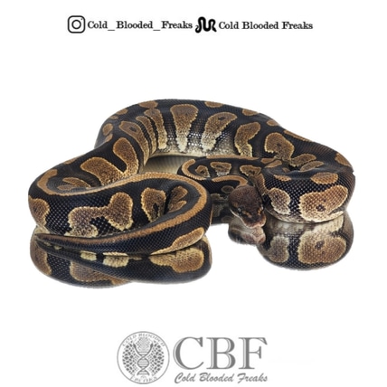 BOGO Flash Sale! Mahogany Het Pied Female With Mahogany Black Pastel Pied Male Ball Python