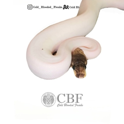 *PAIR🔥*Mahogany Het Pied Female And Black Pastel Mahogany Pied Male Ball Python