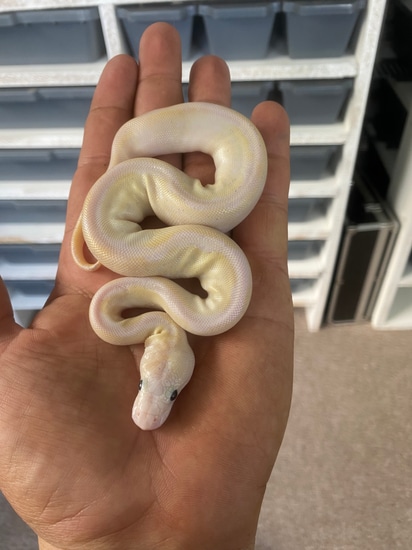 Pastel Leopard Super Yellow Belly Clown (Poss Spotnose) Ball Python by ...