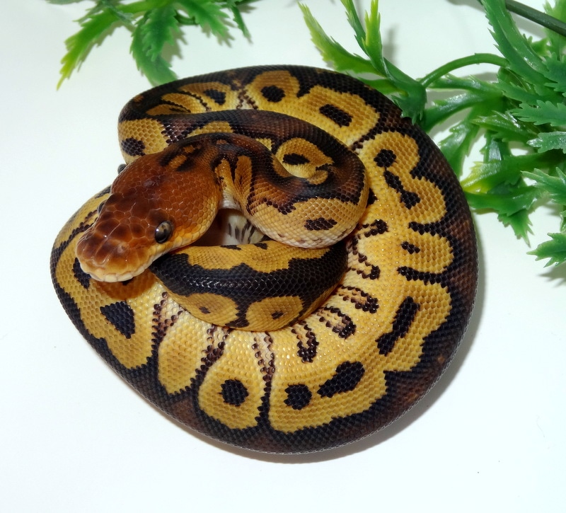 Bongo Clown Ball Python by Graechwil Reptiles MorphMarket