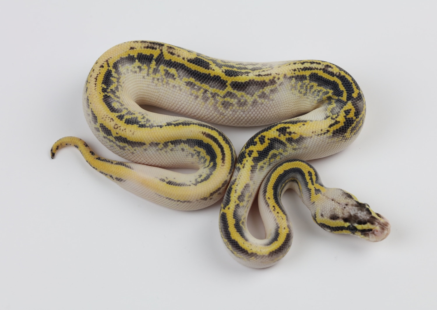 Leopard Pastel Highway Ball Python by Sterling Nelson - MorphMarket