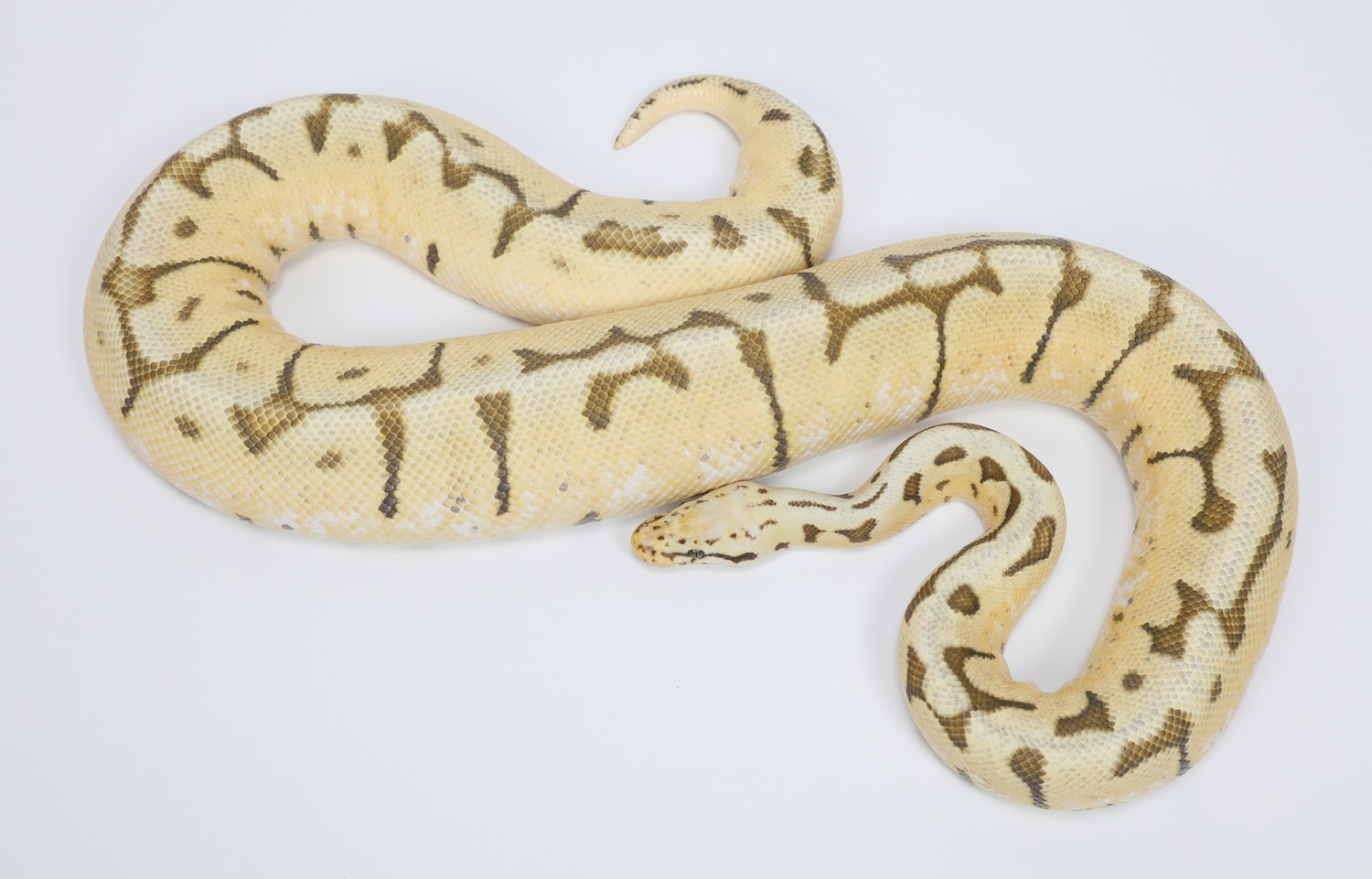 Super Pastel Spider Het Clown Possible Sugar Ball Python by Sterling ...