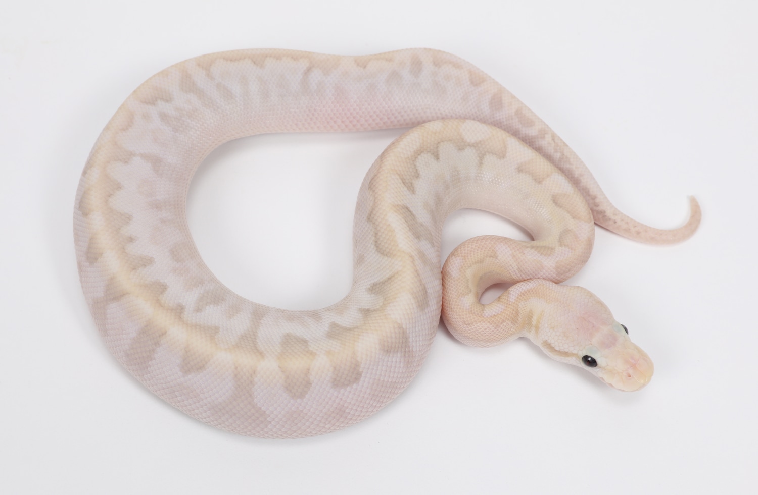 Pastel Bamboo Het Clown Vanilla Or Fire Ball Python by Sterling Nelson ...