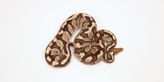 No Reserve Raven Fire Het Clown Ball Python by Sterling Nelson