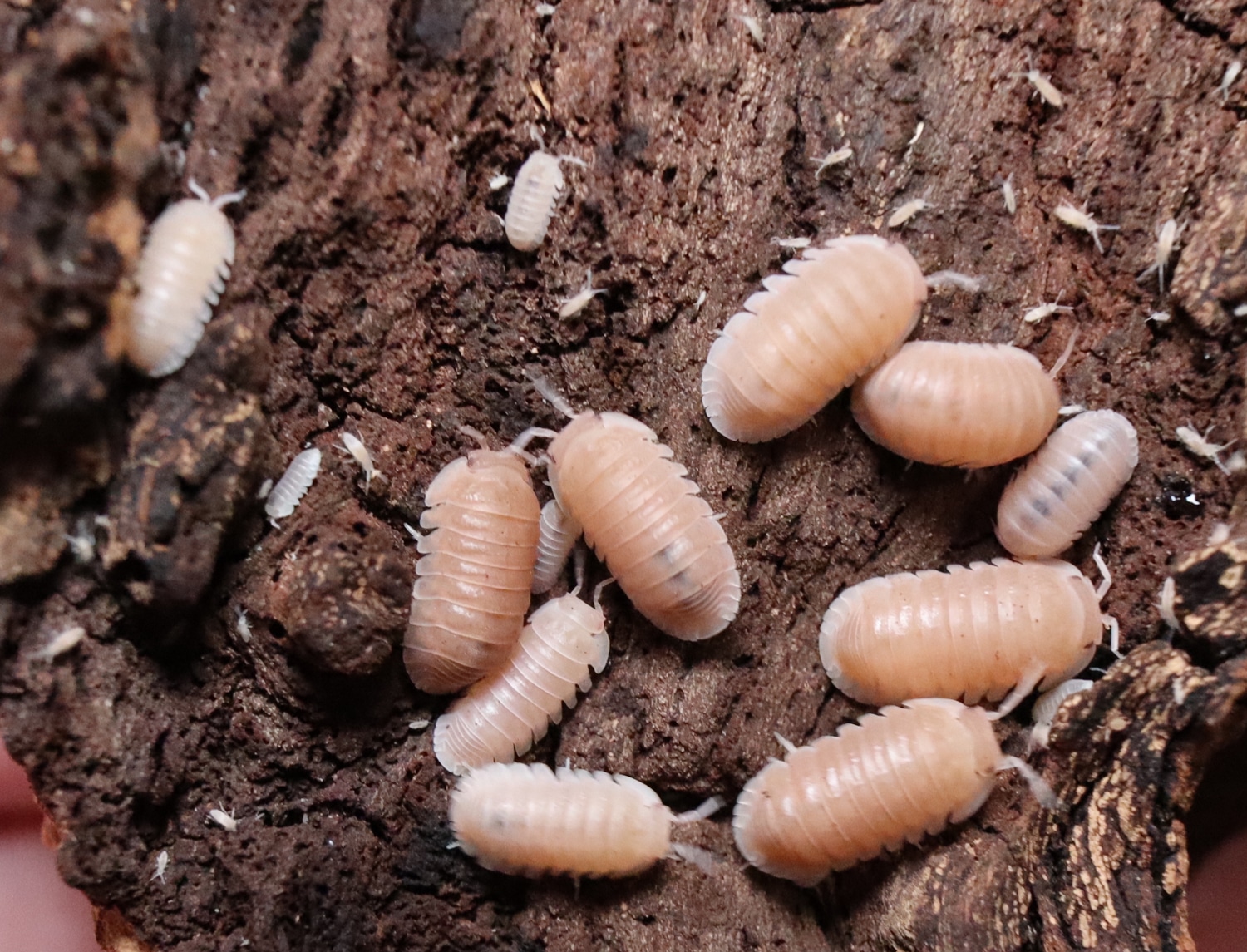 10ct Cubaris Murina "Papaya" Isopod by Succulent Hogs MorphMarket
