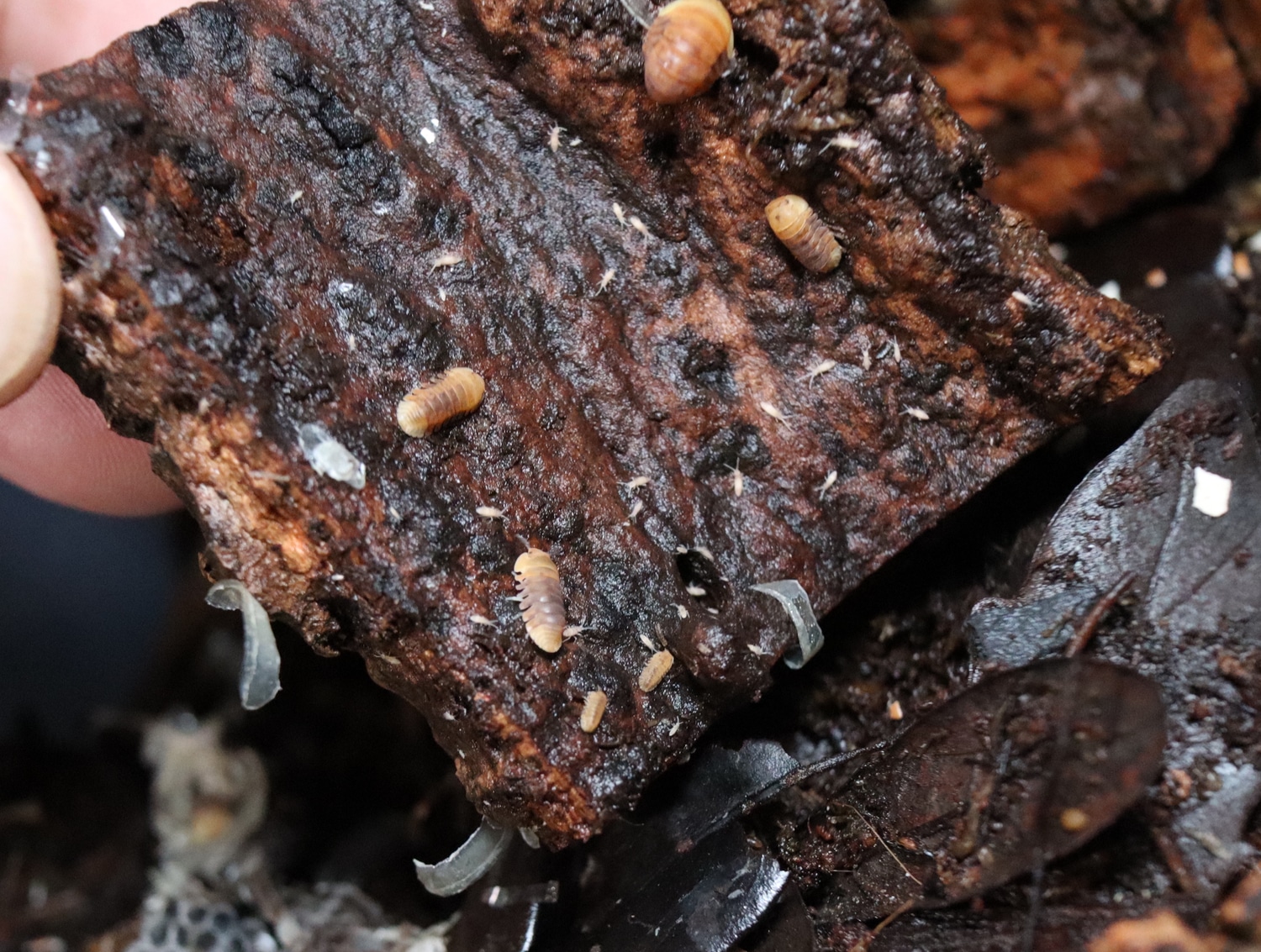 6 Ct Rubber Duckies Isopod by Succulent Hogs MorphMarket