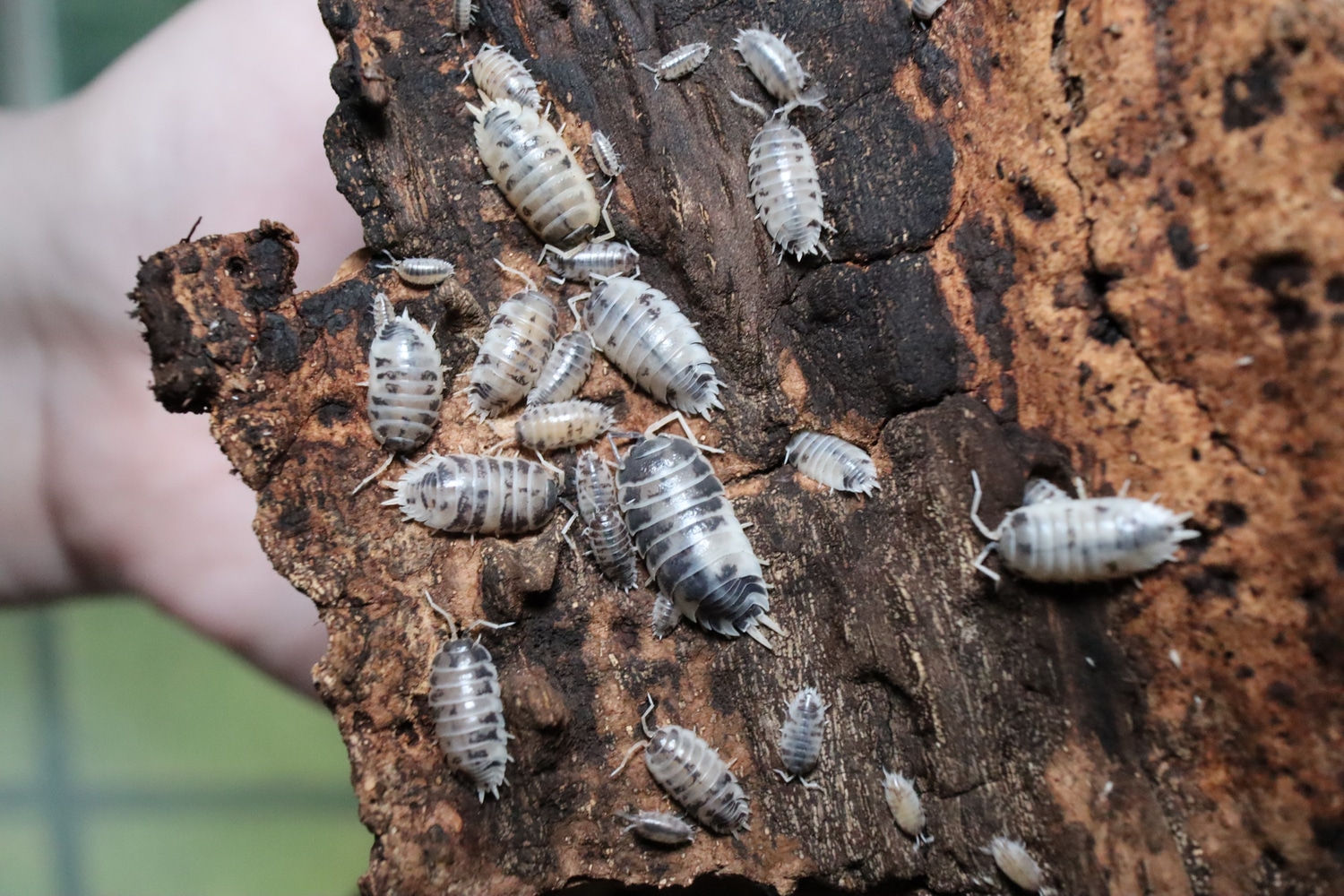 12 Porcellio Laevis (Dairy Cow) Isopod by Succulent Hogs MorphMarket