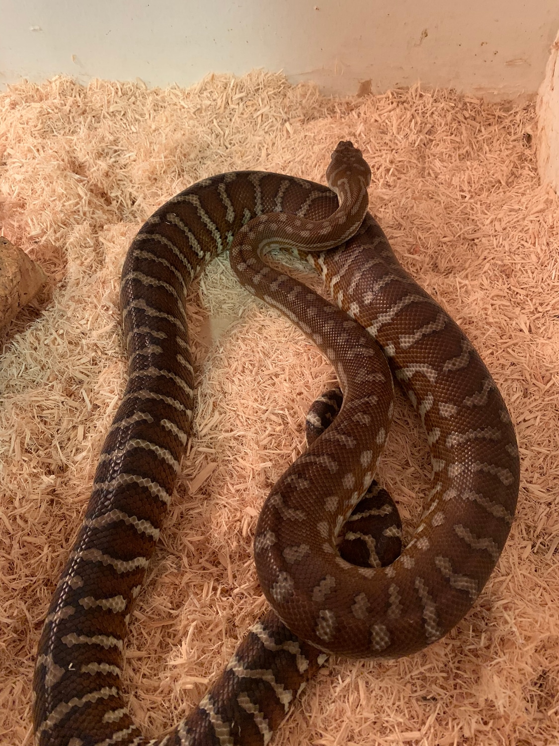 Hypo Bredls Python Centralian Carpet Python by Steve Binnig MorphMarket