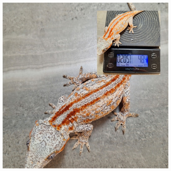 Ready To Breed Female Gargoyle Gecko by Blue Line Reptiles