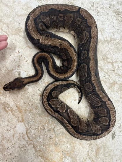 Super Redstripe Yellowbelly Ball Python by Steve Michaels Reptiles