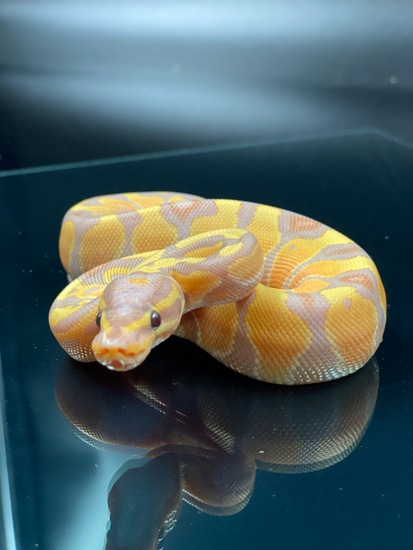 Lucifer, Banana, Enchi, Het Pied Powerhouse Ball Python by Morph logical