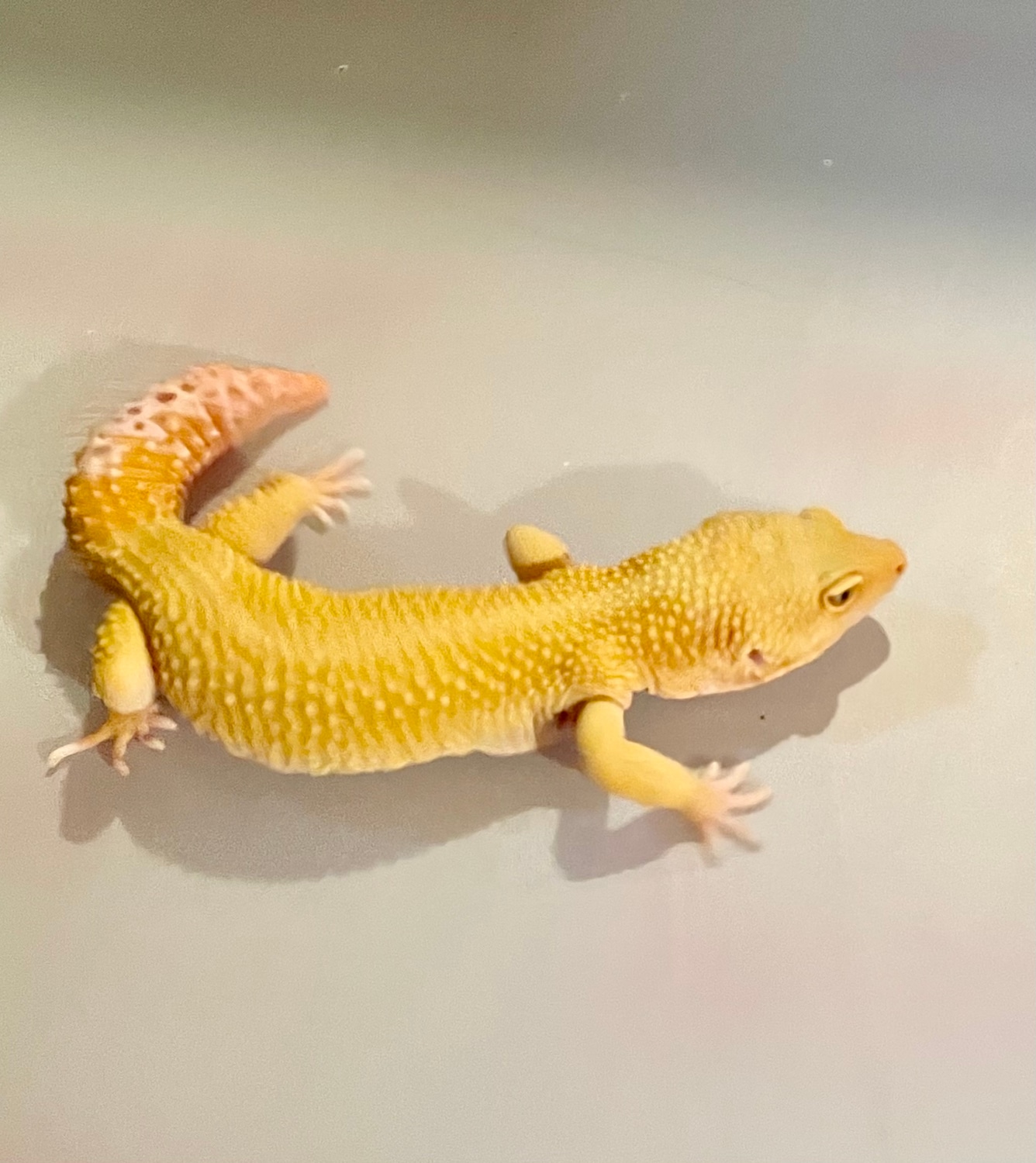 Tangerine Leopard Gecko by Bluebeard Exotics MorphMarket