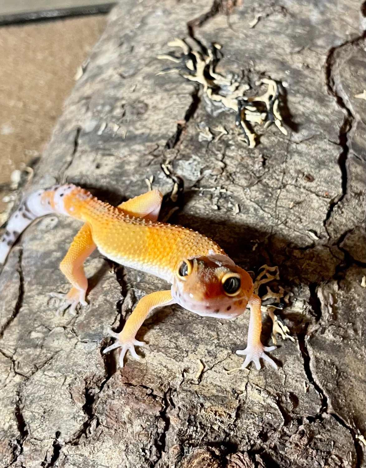 Tangerine Leopard Gecko by Bluebeard Exotics MorphMarket