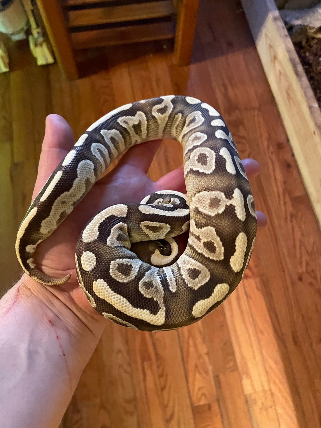 Mojave Fire Girl Ball Python by Bluebeard Exotics - MorphMarket