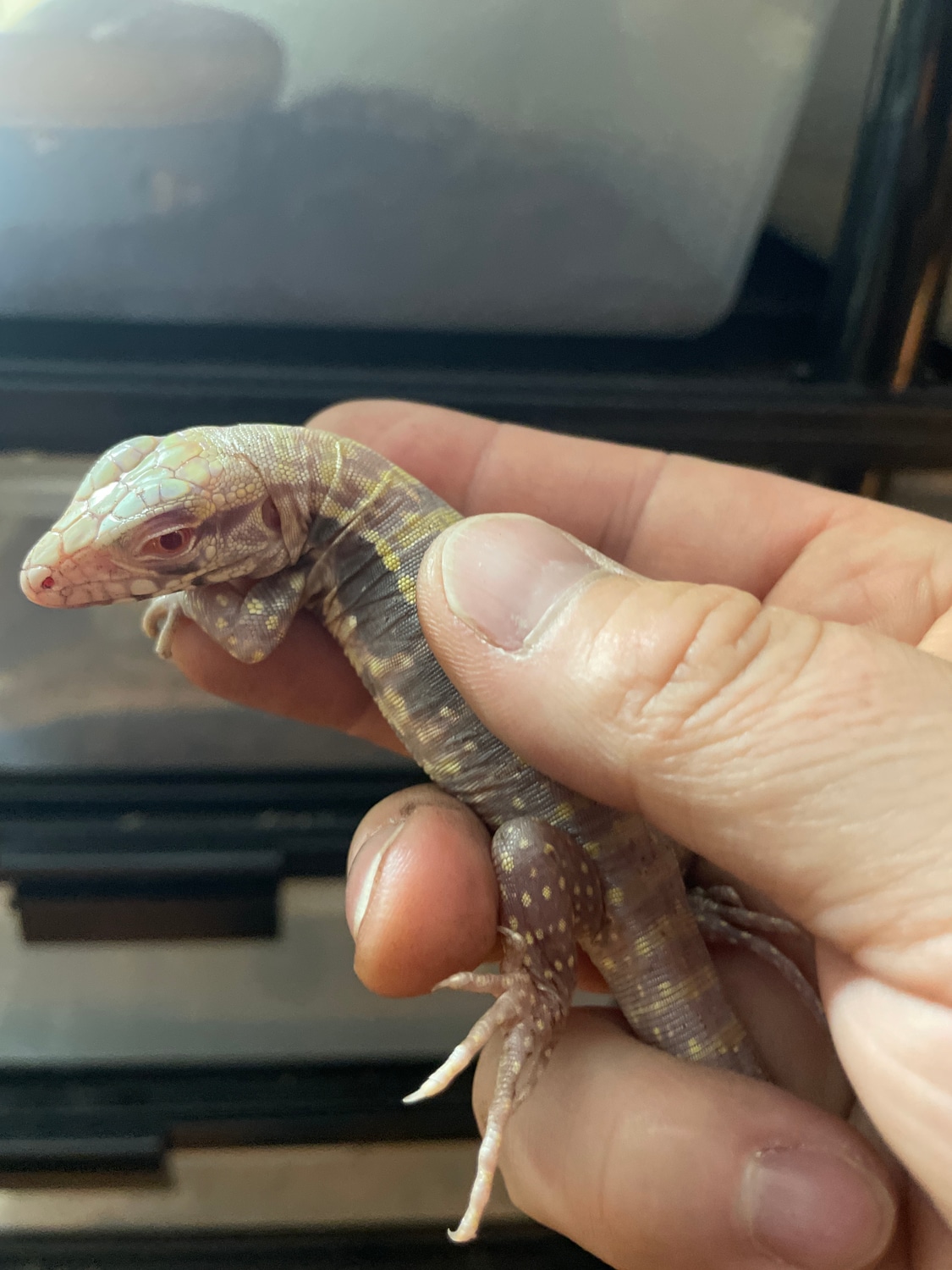 Beautiful Albino Blue Other Tegus by Bluebeard Exotics - MorphMarket